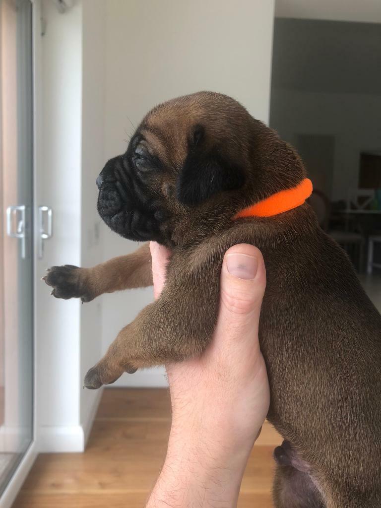 bullmastiff puppies for sale gumtree
